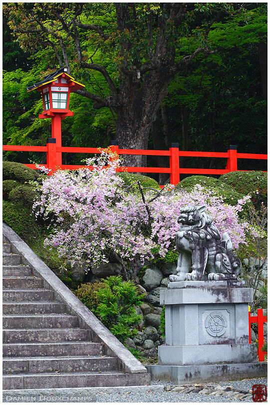 Cherry blossom (Takeisao-jinja 建勲神社)