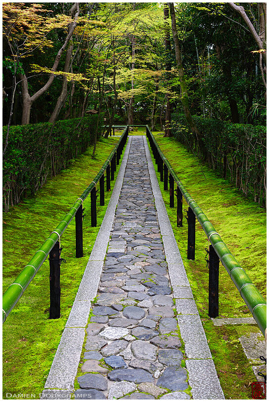 Path to Koto-in temple in spring (高桐院)