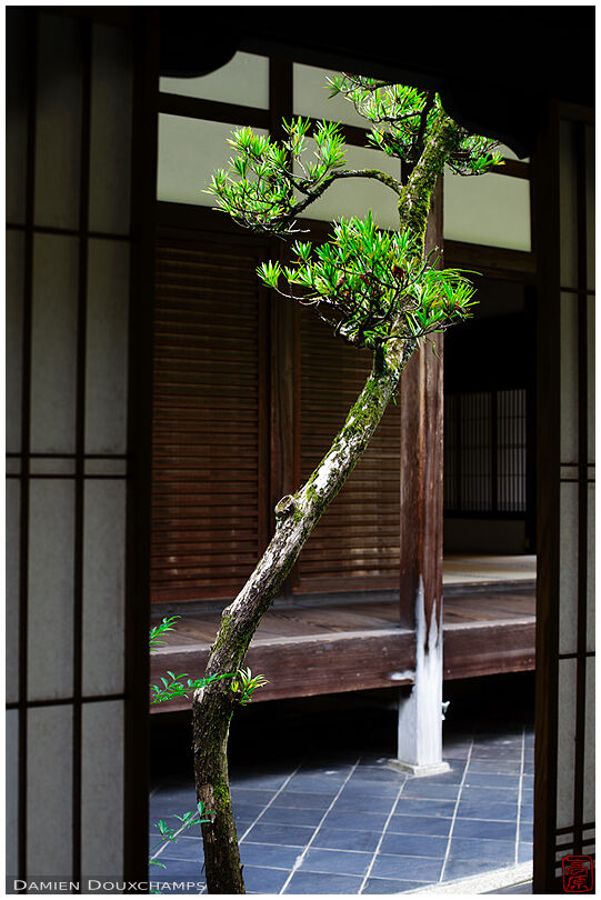Window on twisted tree (Koto-in 高桐院)