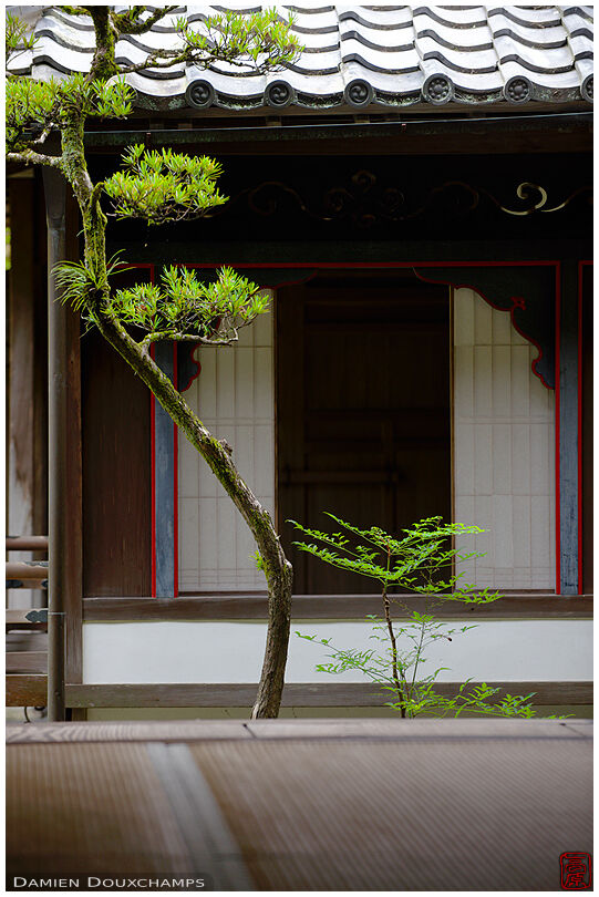Twisted tree and traditional window (Koto-in 高桐院)