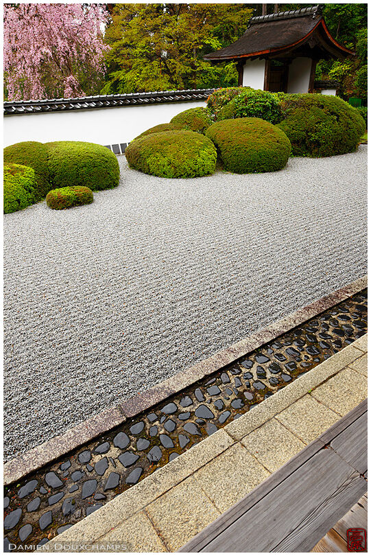 Zen terrace garden in spring (Shoden-ji 正伝寺)
