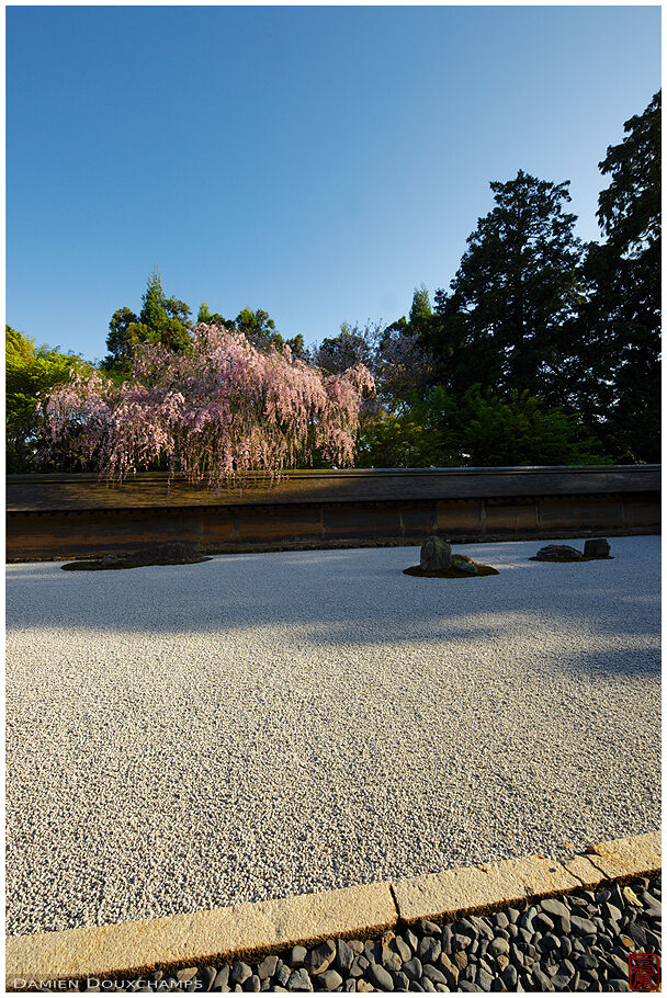 Rock garden in spring (Ryoanji 竜安寺)