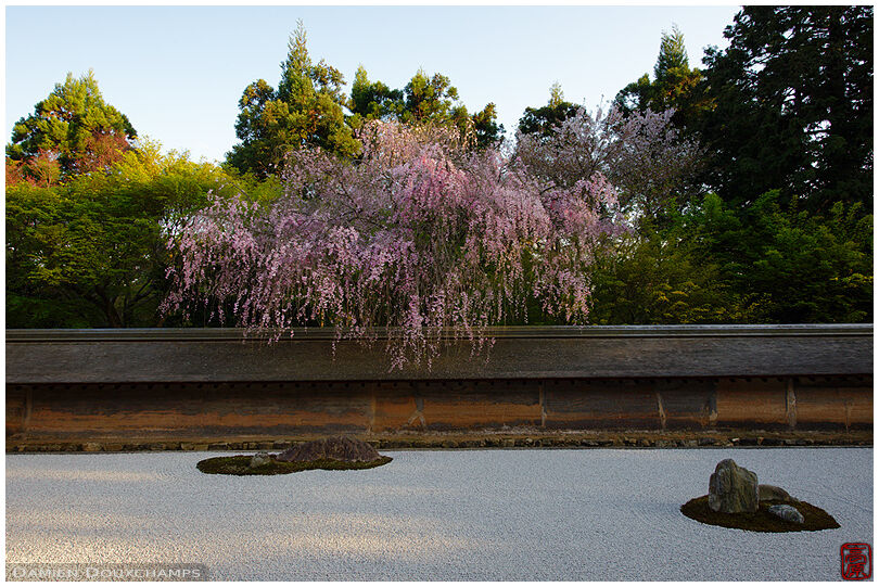 Shidare cherry blossom blooming over the famous rock garden of Ryoan-ji temple, Kyoto, Japan