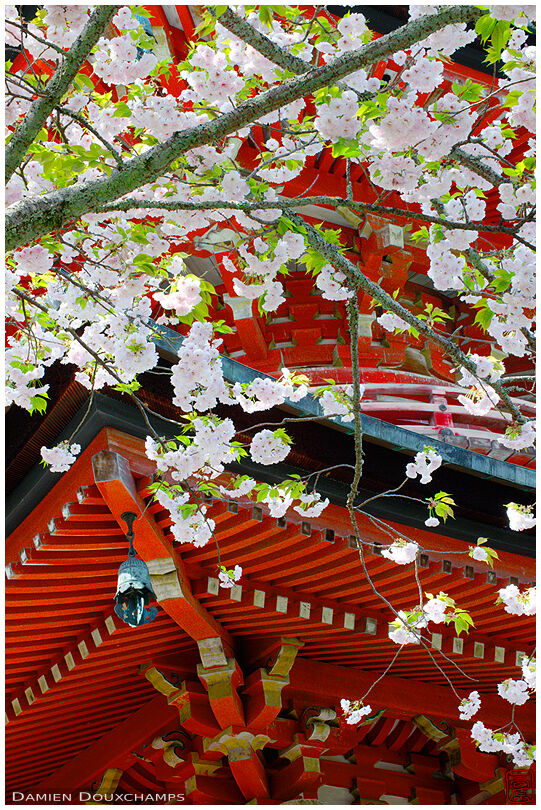 Cherry blossom and pagoda (Horin-ji 法輪寺)