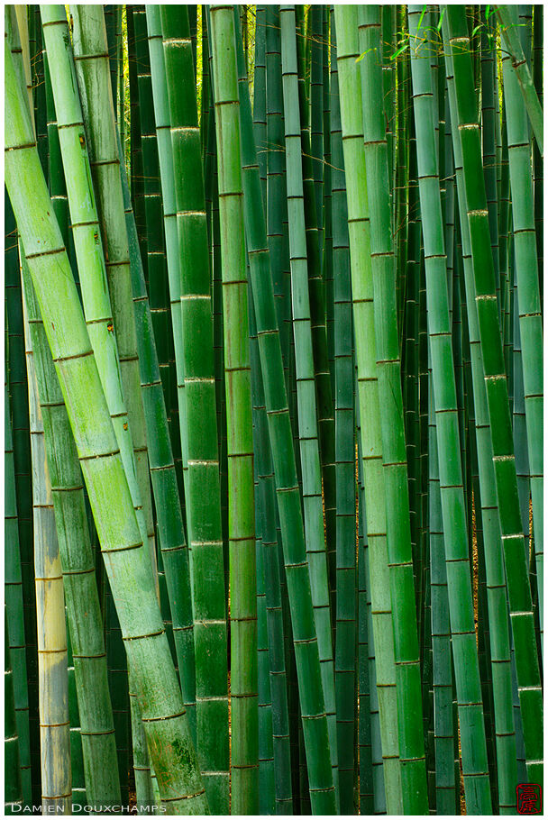 Bamboo Alley 嵯峨竹林