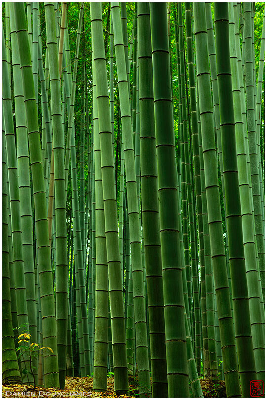 Bamboo forest (Take no michi 嵯峨竹林)