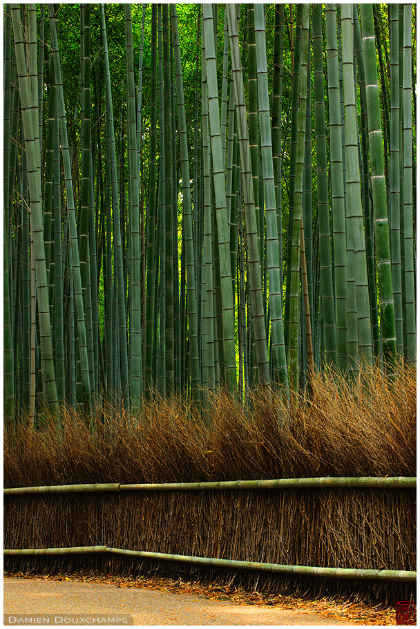 Path in bamboo forest (Take no michi 嵯峨竹林)