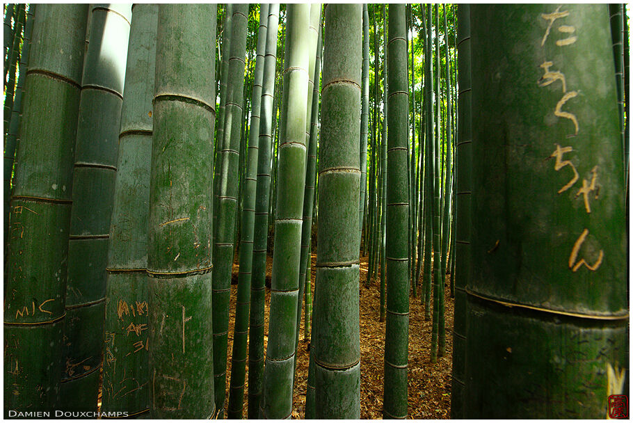 Messages on bamboo (Take no michi 嵯峨竹林)