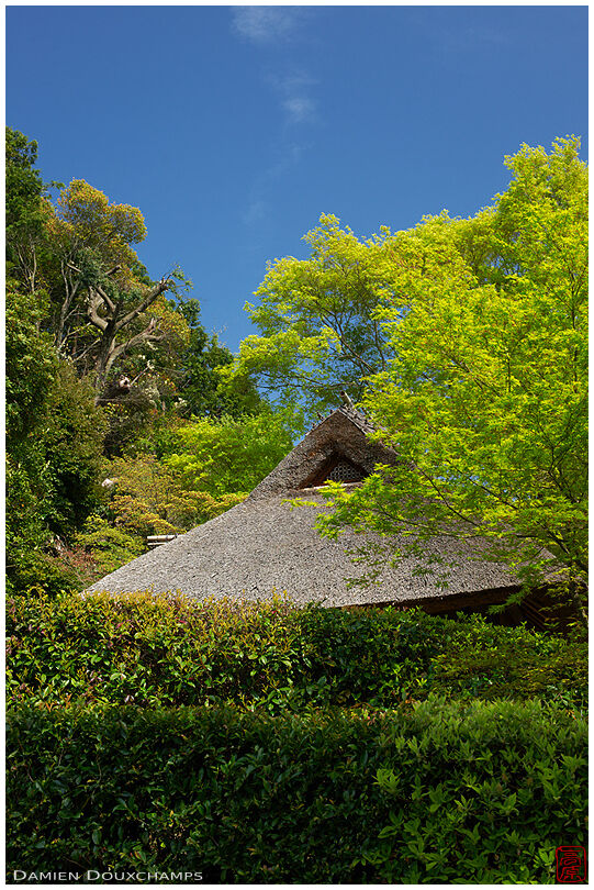 Tea room roof hiding behind trees (Konpuku-ji 金福寺)