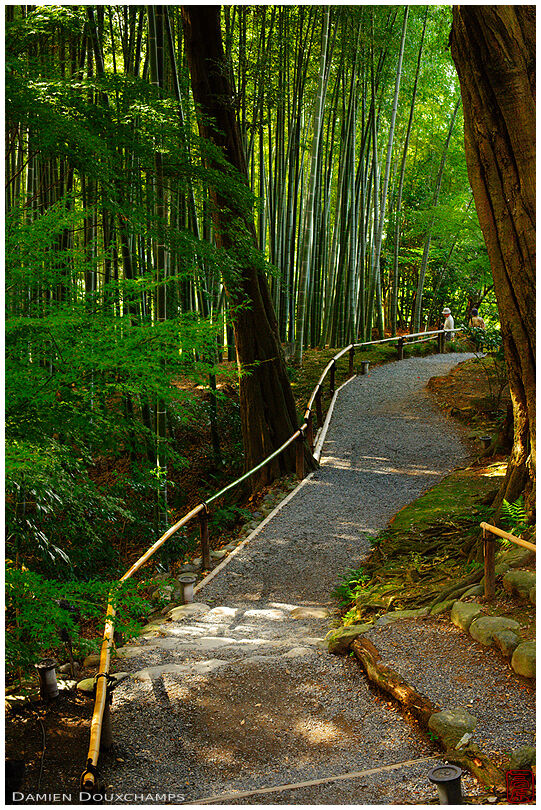 Path in bamboo forest, Kodai-ji (高台寺)