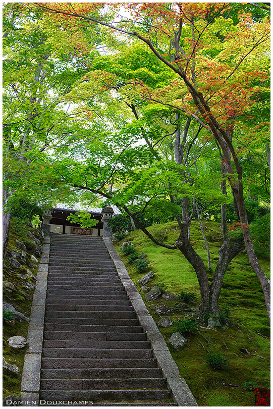 Stairway under maple trees in Jojakko-ji (常寂光寺)