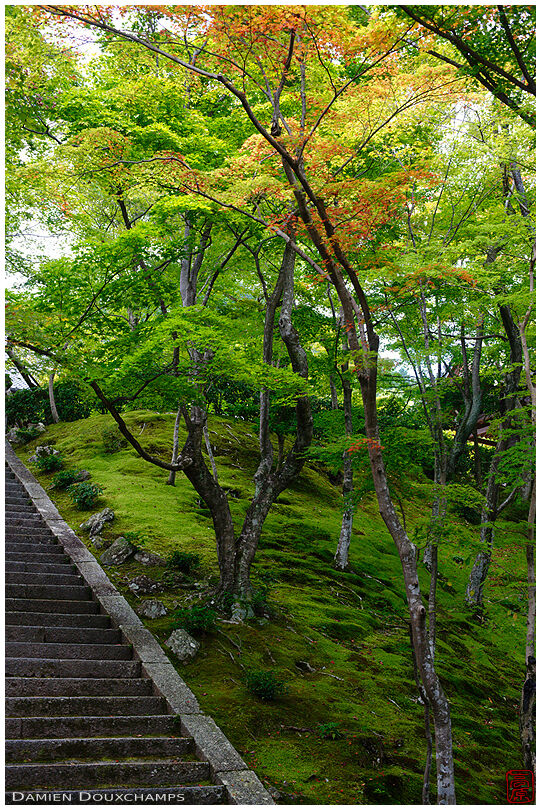 Stairs to Jojakko-ji (常寂光寺)