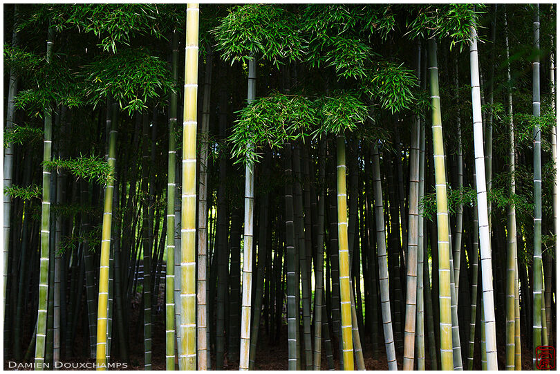 Bamboo forest, Nenbutsu-ji (化野念仏寺)
