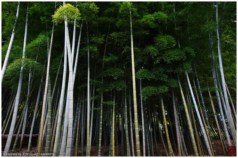 Bamboos in Nenbutsu-ji (化野念仏寺)