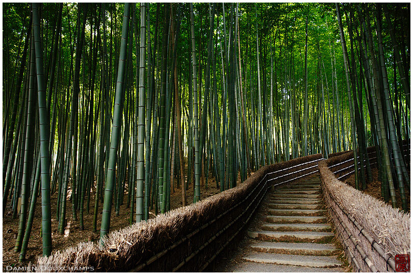 Path in bamboo forest, Nenbutsu-ji (化野念仏寺)
