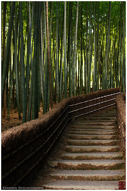 Path climbing in bamboo forest, Nenbutsu-ji (化野念仏寺)