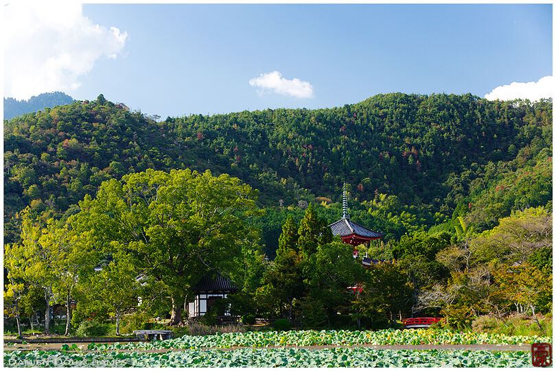 Daikaku-ji's pagoda hiding at the foot of Kyoto hills