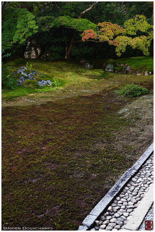 Moss garden, Seiryo-ji (清涼寺)