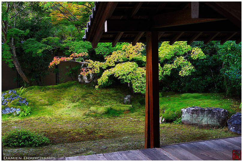 Moss garden in early fall, Seiryo-ji (清涼寺)