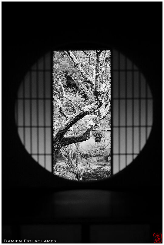 Round window with old tree, Unryu-in (雲竜院)
