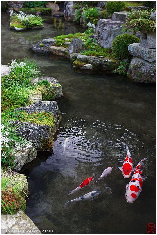 Pond with carps, Jikko-in (実光院)