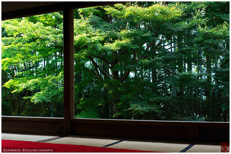 Bamboo forest and maple trees from meditation hall, Hosen-in (宝泉院)