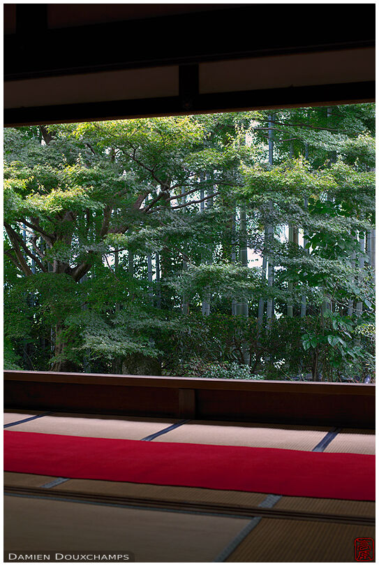 Window on bamboo forest and maple tree from meditation hall, Hosen-in (宝泉院)