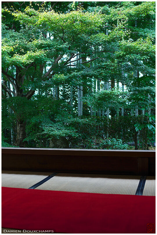 Bamboo forest and maple tree from meditation hall, Hosen-in (宝泉院)