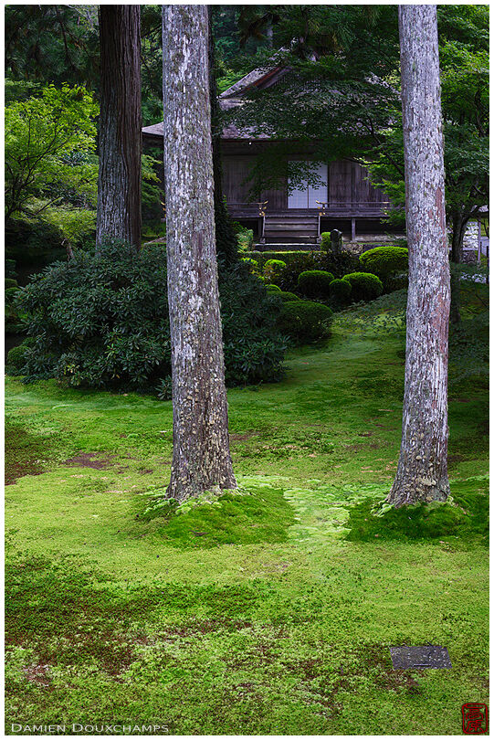Moss garden, Sanzen-in (三千院)