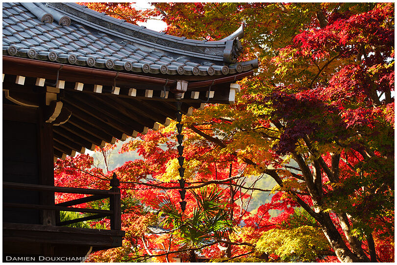 Autumn colors at the entrance of Genko-an temple (源光庵)