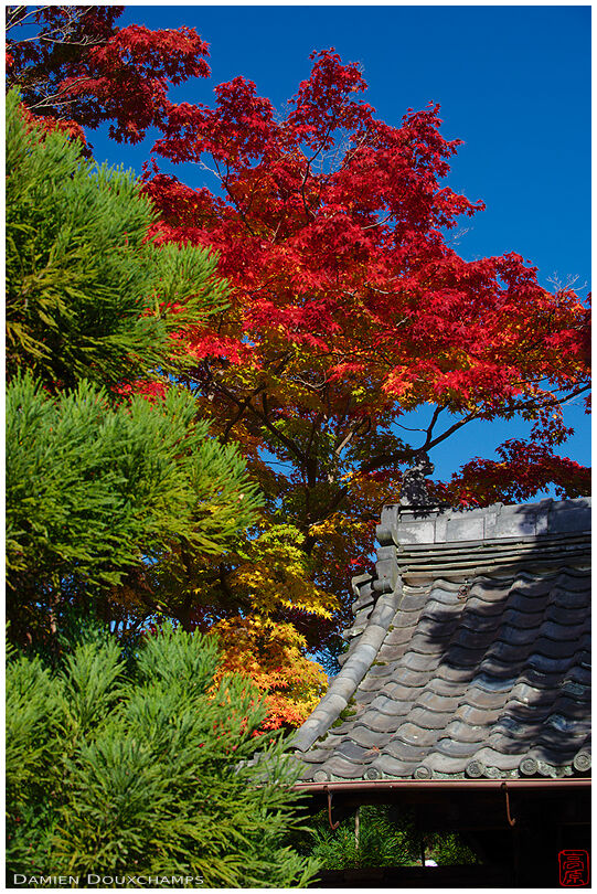 Genko-an entrance in autumn (源光庵)