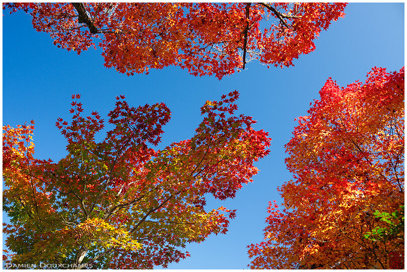 Autumn colors on blue sky (Koetsu-ji 光悦寺)