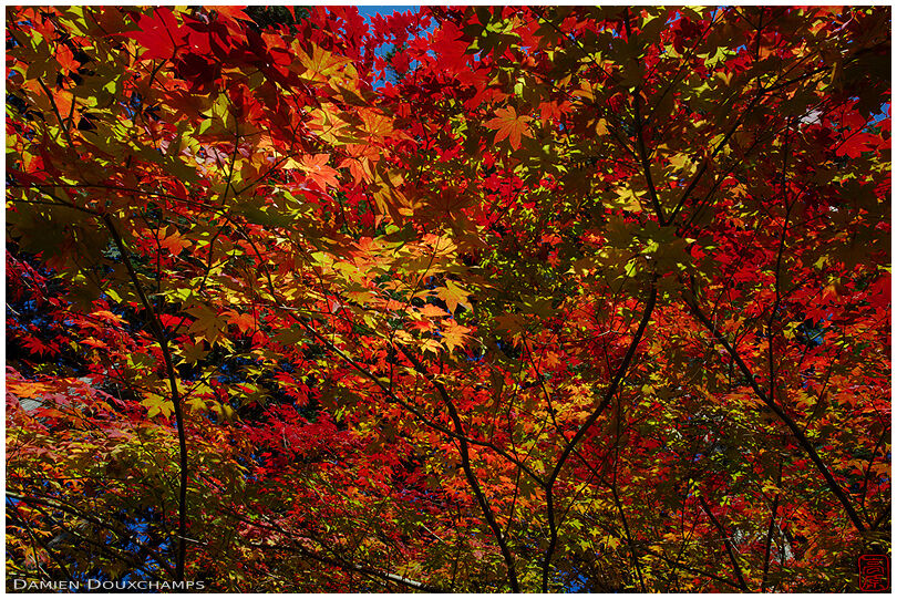 Autumn colors (Josho-ji 常照寺)