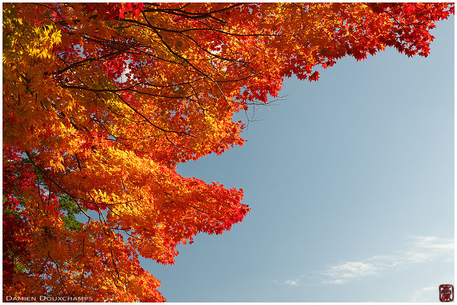 Autumn folliage (Kamigamo jinja 上賀茂神社)