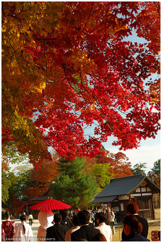 Wedding procession in a shrine in autumn (Kamigamo jinja 上賀茂神社)