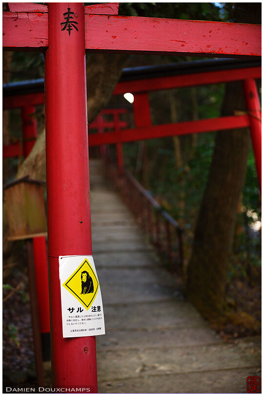 Torii alley with monkey warning sign (Kamigamo jinja 上賀茂神社)