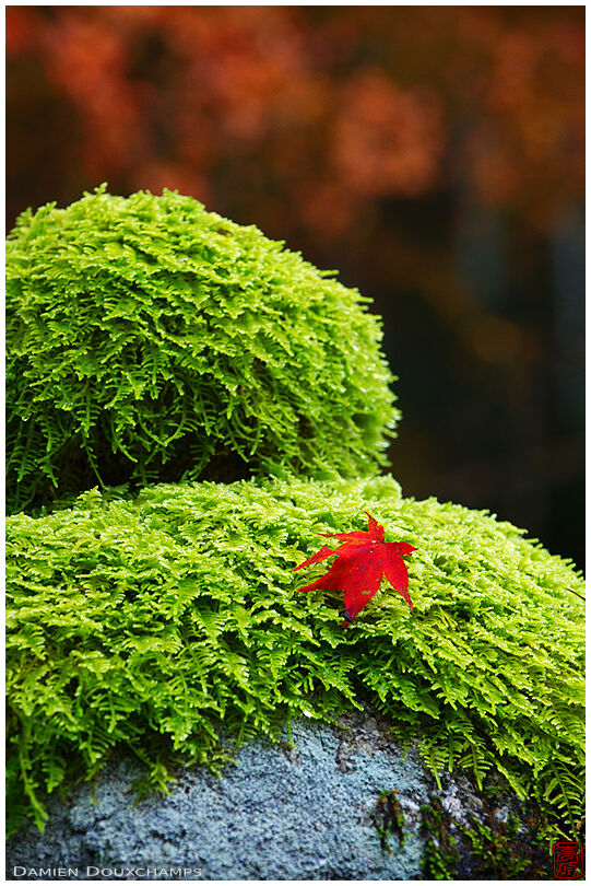 Maple leaf on moss-covered lantern (Kouzan-ji 高山寺)