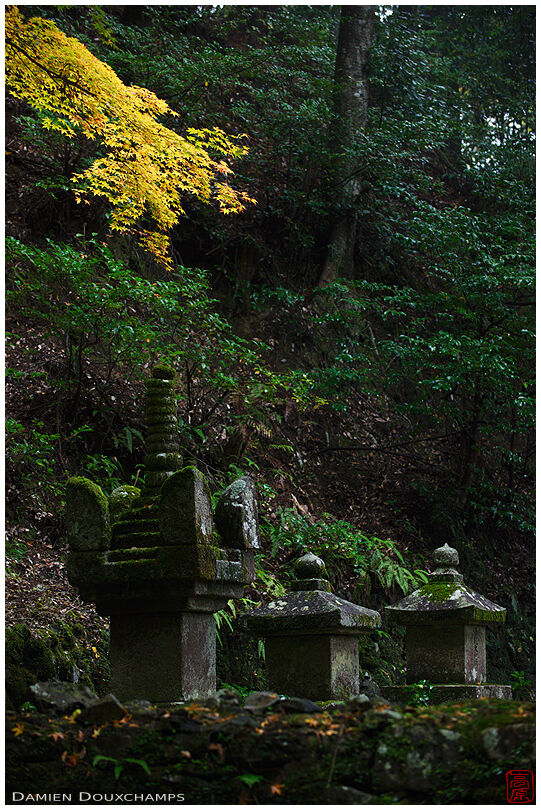 Tombstones in the forest (Kouzan-ji 高山寺)