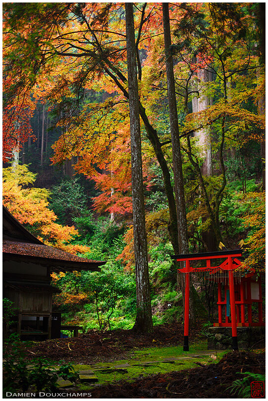 A shrine in the forest (Kouzan-ji 高山寺)