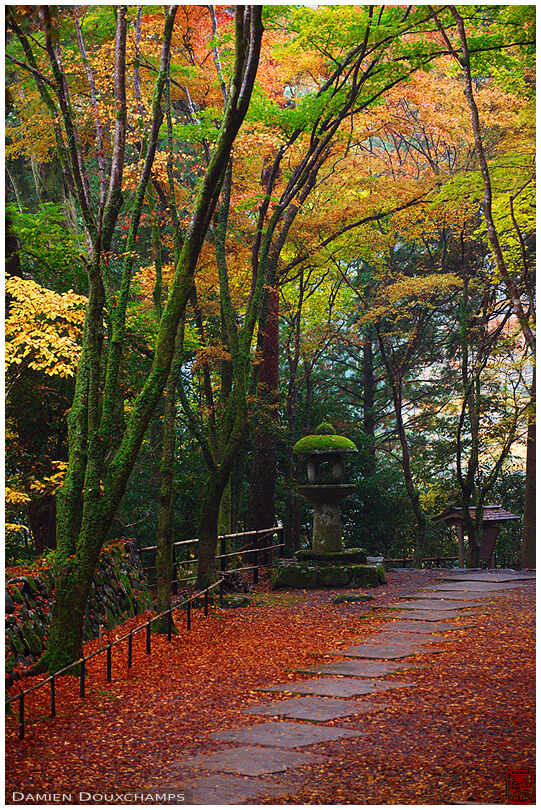 Maple leaves covered alley in autumn (Kouzan-ji 高山寺)