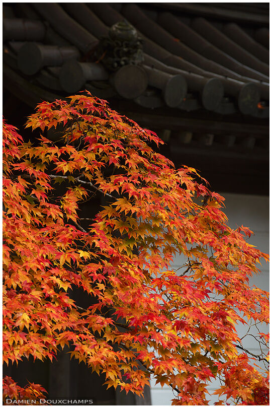 Temple roof and autumn leaves (Saimyo-ji 西明寺)