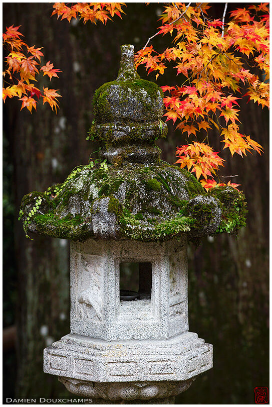 Lantern in autumn (Saimyo-ji 西明寺)