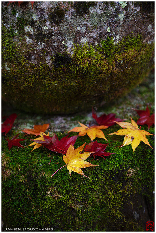 Fallen leaves on mossy stones (Saimyo-ji 西明寺)