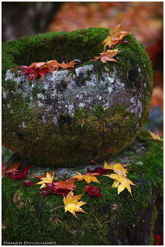 Fallen maple leaves on mossy water basin (Saimyo-ji 西明寺)