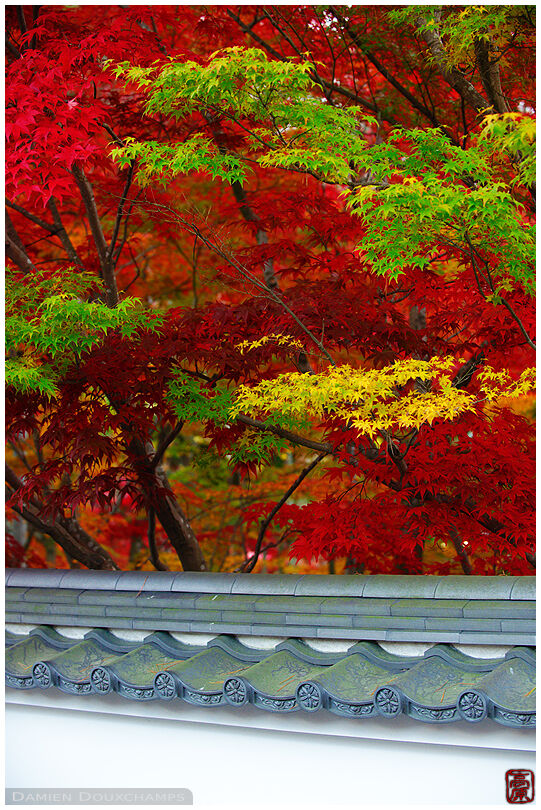 Autumn colors in Eikan-do (永観堂)
