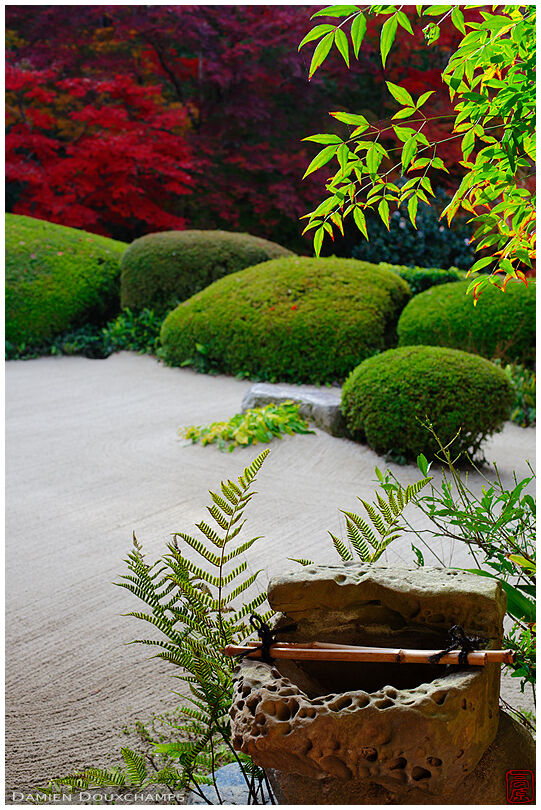 Water basin and ferns in zen garden (Shisendo 詩仙堂)