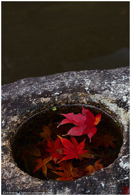 Water basin with faller maple leaves (Shisendo 詩仙堂)