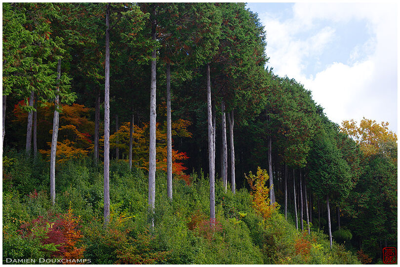 Cryptomeria forest in autumn (Enkoji 園光寺)