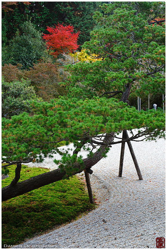 Supported tree branch in zen garden (Manshuin Monzeki 曼殊院門跡)