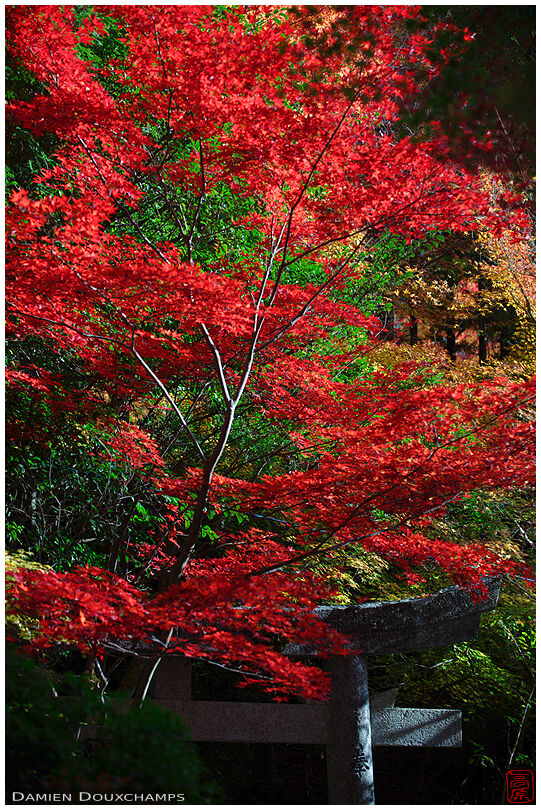 Torii among maple trees (Sekizanzenin 赤山禅院)